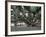 Banyan Tree in Lahaina, Maui, Hawaii, USA-Charles Sleicher-Framed Photographic Print