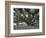 Banyan Tree in Lahaina, Maui, Hawaii, USA-Charles Sleicher-Framed Photographic Print