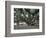 Banyan Tree in Lahaina, Maui, Hawaii, USA-Charles Sleicher-Framed Photographic Print