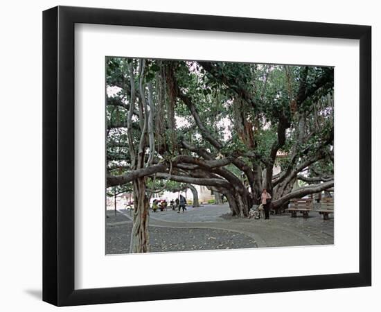 Banyan Tree in Lahaina, Maui, Hawaii, USA-Charles Sleicher-Framed Photographic Print