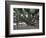 Banyan Tree in Lahaina, Maui, Hawaii, USA-Charles Sleicher-Framed Photographic Print