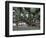 Banyan Tree in Lahaina, Maui, Hawaii, USA-Charles Sleicher-Framed Photographic Print