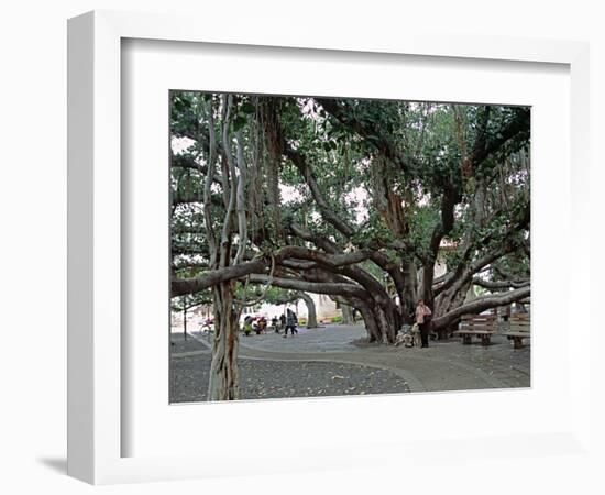 Banyan Tree in Lahaina, Maui, Hawaii, USA-Charles Sleicher-Framed Photographic Print