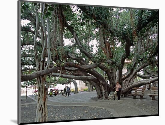 Banyan Tree in Lahaina, Maui, Hawaii, USA-Charles Sleicher-Mounted Photographic Print