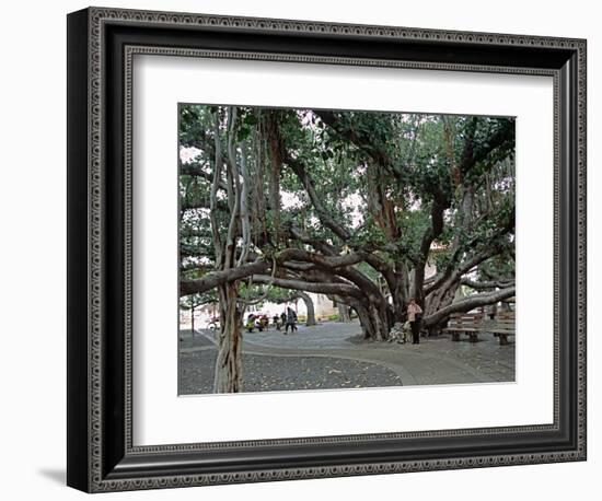 Banyan Tree in Lahaina, Maui, Hawaii, USA-Charles Sleicher-Framed Photographic Print