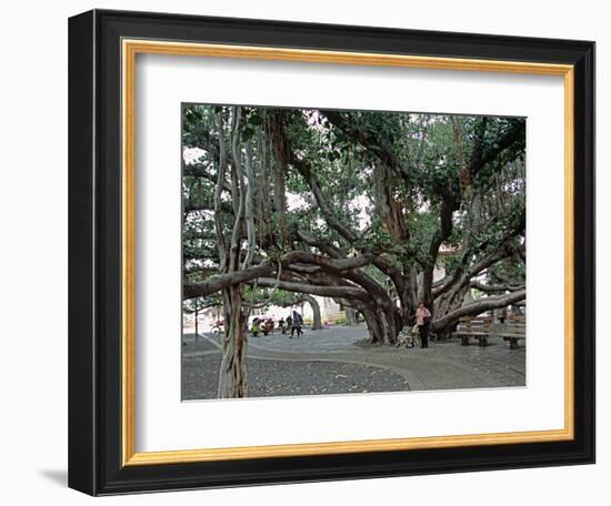 Banyan Tree in Lahaina, Maui, Hawaii, USA-Charles Sleicher-Framed Photographic Print