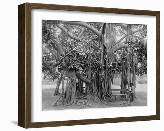 Banyan Tree, Kingston Park, Jamaica, C1905-Adolphe & Son Duperly-Framed Giclee Print