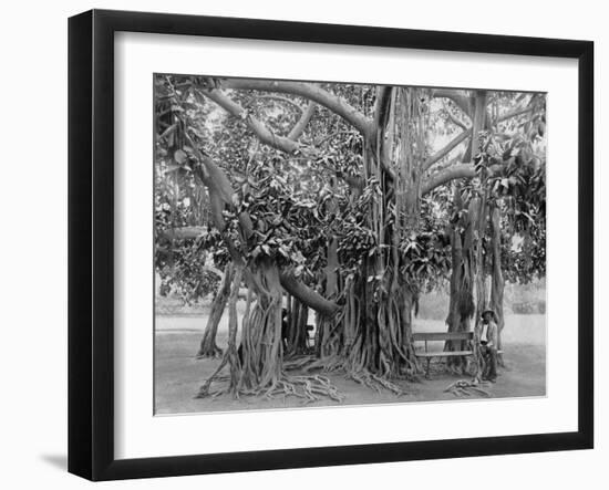 Banyan Tree, Kingston Park, Jamaica, C1905-Adolphe & Son Duperly-Framed Giclee Print