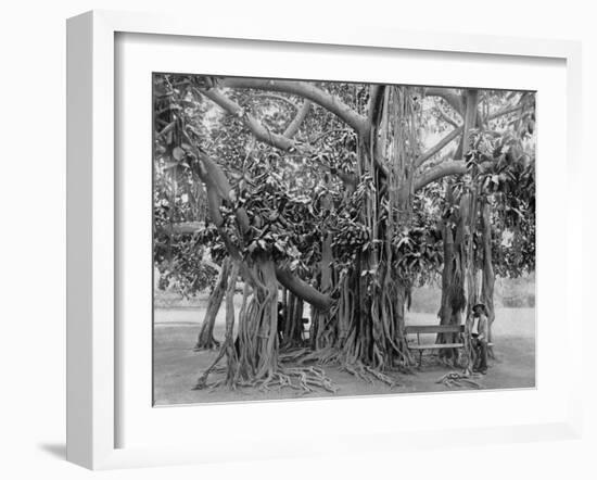 Banyan Tree, Kingston Park, Jamaica, C1905-Adolphe & Son Duperly-Framed Giclee Print