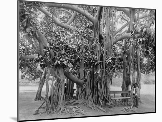 Banyan Tree, Kingston Park, Jamaica, C1905-Adolphe & Son Duperly-Mounted Giclee Print