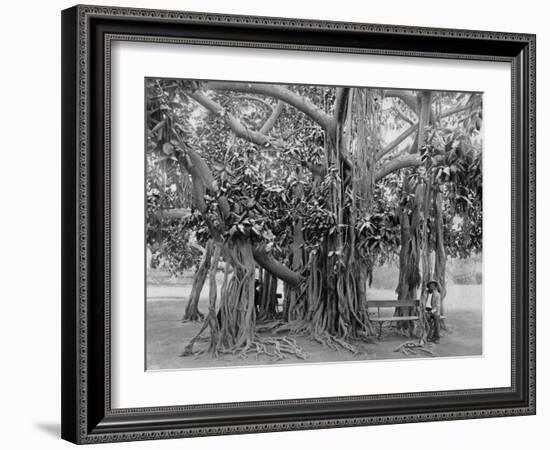 Banyan Tree, Kingston Park, Jamaica, C1905-Adolphe & Son Duperly-Framed Giclee Print
