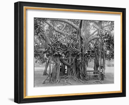 Banyan Tree, Kingston Park, Jamaica, C1905-Adolphe & Son Duperly-Framed Giclee Print