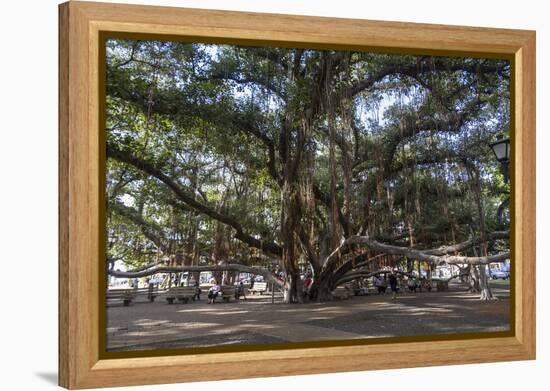 Banyan Tree, Lahaina, Maui, Hawaii, United States of America, Pacific-Rolf Richardson-Framed Premier Image Canvas