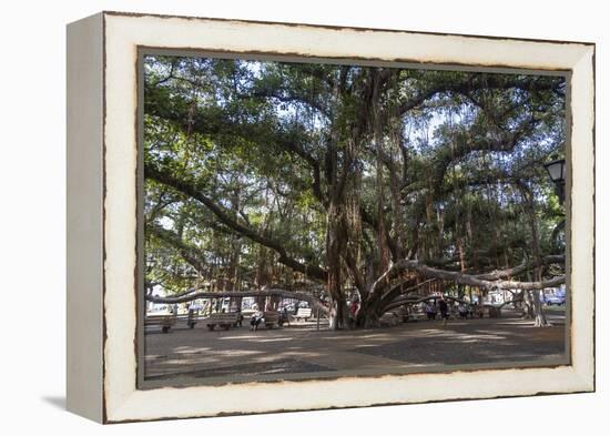 Banyan Tree, Lahaina, Maui, Hawaii, United States of America, Pacific-Rolf Richardson-Framed Premier Image Canvas