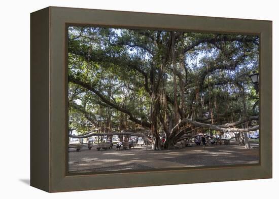 Banyan Tree, Lahaina, Maui, Hawaii, United States of America, Pacific-Rolf Richardson-Framed Premier Image Canvas