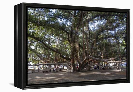 Banyan Tree, Lahaina, Maui, Hawaii, United States of America, Pacific-Rolf Richardson-Framed Premier Image Canvas