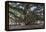 Banyan Tree, Lahaina, Maui, Hawaii, United States of America, Pacific-Rolf Richardson-Framed Premier Image Canvas