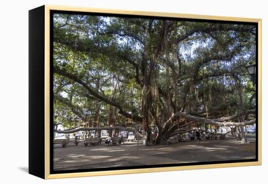 Banyan Tree, Lahaina, Maui, Hawaii, United States of America, Pacific-Rolf Richardson-Framed Premier Image Canvas