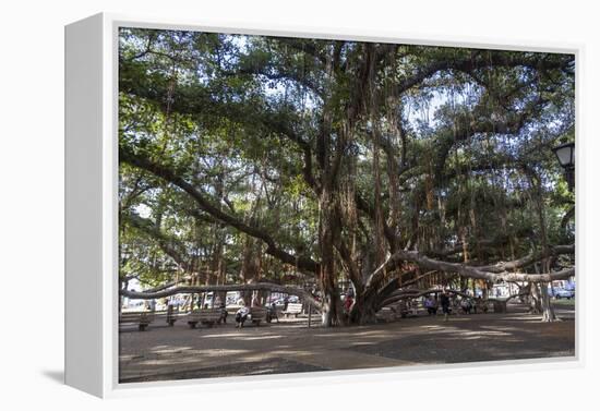 Banyan Tree, Lahaina, Maui, Hawaii, United States of America, Pacific-Rolf Richardson-Framed Premier Image Canvas