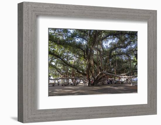 Banyan Tree, Lahaina, Maui, Hawaii, United States of America, Pacific-Rolf Richardson-Framed Photographic Print