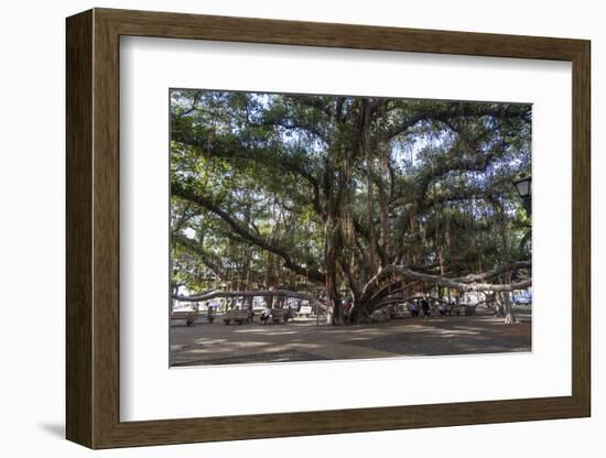 Banyan Tree, Lahaina, Maui, Hawaii, United States of America, Pacific-Rolf Richardson-Framed Photographic Print