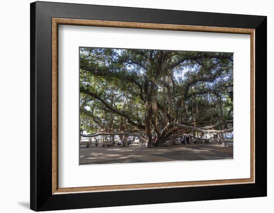 Banyan Tree, Lahaina, Maui, Hawaii, United States of America, Pacific-Rolf Richardson-Framed Photographic Print