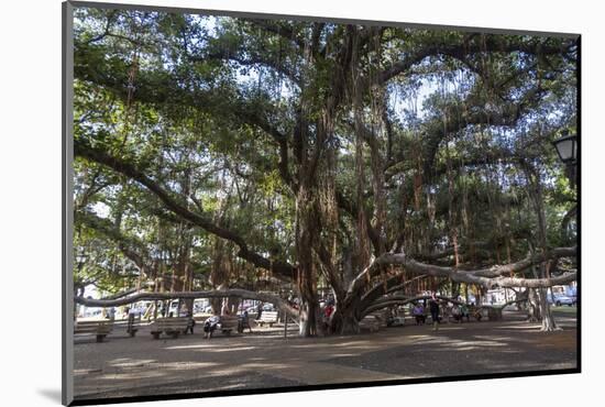 Banyan Tree, Lahaina, Maui, Hawaii, United States of America, Pacific-Rolf Richardson-Mounted Photographic Print