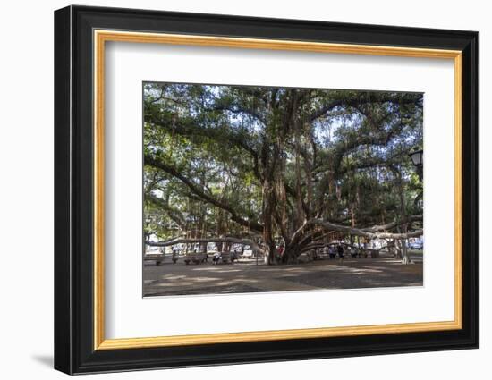 Banyan Tree, Lahaina, Maui, Hawaii, United States of America, Pacific-Rolf Richardson-Framed Photographic Print