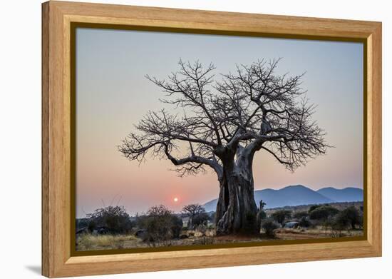 Baobab (Adansonia digitata) at sunrise, Ruaha National Park, Tanzania, East Africa, Africa-James Hager-Framed Premier Image Canvas