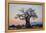 Baobab (Adansonia digitata) at sunrise, Ruaha National Park, Tanzania, East Africa, Africa-James Hager-Framed Premier Image Canvas