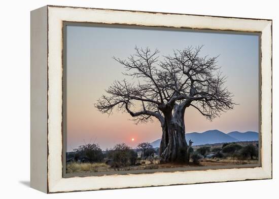 Baobab (Adansonia digitata) at sunrise, Ruaha National Park, Tanzania, East Africa, Africa-James Hager-Framed Premier Image Canvas