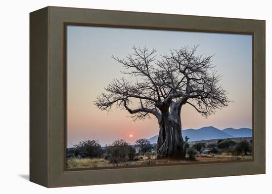 Baobab (Adansonia digitata) at sunrise, Ruaha National Park, Tanzania, East Africa, Africa-James Hager-Framed Premier Image Canvas