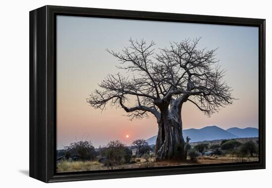 Baobab (Adansonia digitata) at sunrise, Ruaha National Park, Tanzania, East Africa, Africa-James Hager-Framed Premier Image Canvas