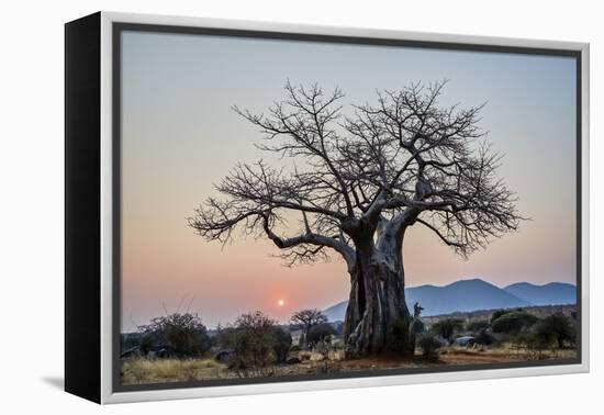 Baobab (Adansonia digitata) at sunrise, Ruaha National Park, Tanzania, East Africa, Africa-James Hager-Framed Premier Image Canvas