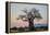 Baobab (Adansonia digitata) at sunrise, Ruaha National Park, Tanzania, East Africa, Africa-James Hager-Framed Premier Image Canvas