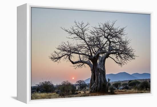 Baobab (Adansonia digitata) at sunrise, Ruaha National Park, Tanzania, East Africa, Africa-James Hager-Framed Premier Image Canvas