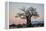 Baobab (Adansonia digitata) at sunrise, Ruaha National Park, Tanzania, East Africa, Africa-James Hager-Framed Premier Image Canvas