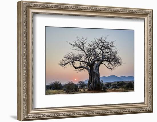 Baobab (Adansonia digitata) at sunrise, Ruaha National Park, Tanzania, East Africa, Africa-James Hager-Framed Photographic Print