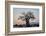 Baobab (Adansonia digitata) at sunrise, Ruaha National Park, Tanzania, East Africa, Africa-James Hager-Framed Photographic Print