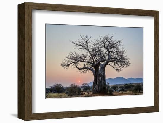 Baobab (Adansonia digitata) at sunrise, Ruaha National Park, Tanzania, East Africa, Africa-James Hager-Framed Photographic Print