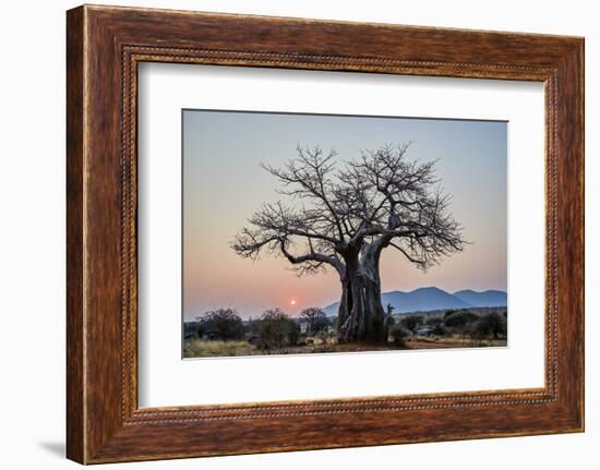 Baobab (Adansonia digitata) at sunrise, Ruaha National Park, Tanzania, East Africa, Africa-James Hager-Framed Photographic Print