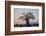 Baobab (Adansonia digitata) at sunrise, Ruaha National Park, Tanzania, East Africa, Africa-James Hager-Framed Photographic Print