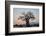 Baobab (Adansonia digitata) at sunrise, Ruaha National Park, Tanzania, East Africa, Africa-James Hager-Framed Photographic Print