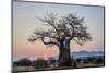 Baobab (Adansonia digitata) at sunrise, Ruaha National Park, Tanzania, East Africa, Africa-James Hager-Mounted Photographic Print