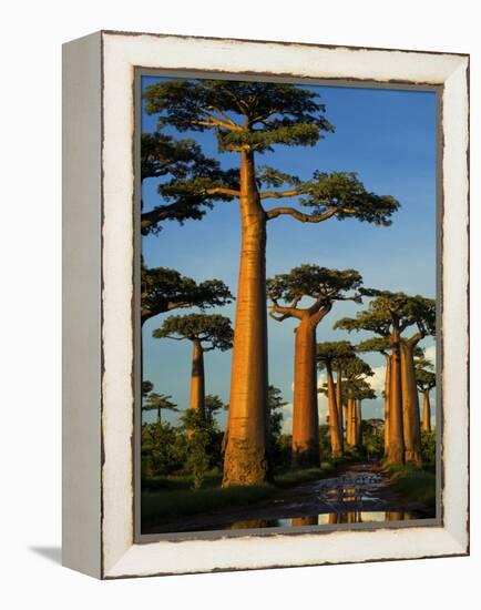 Baobab (Adansonia Grandidieri), Near Morondava, Madagascar-Andres Morya Hinojosa-Framed Premier Image Canvas