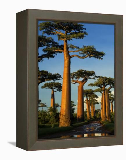 Baobab (Adansonia Grandidieri), Near Morondava, Madagascar-Andres Morya Hinojosa-Framed Premier Image Canvas