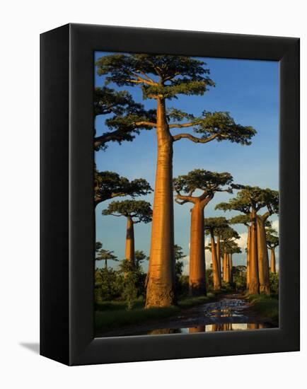 Baobab (Adansonia Grandidieri), Near Morondava, Madagascar-Andres Morya Hinojosa-Framed Premier Image Canvas