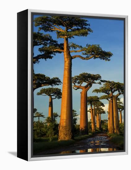 Baobab (Adansonia Grandidieri), Near Morondava, Madagascar-Andres Morya Hinojosa-Framed Premier Image Canvas