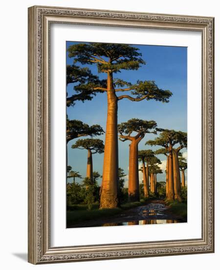 Baobab (Adansonia Grandidieri), Near Morondava, Madagascar-Andres Morya Hinojosa-Framed Photographic Print