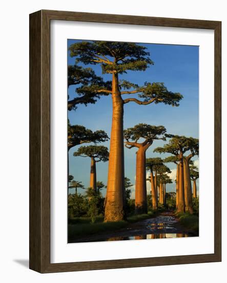 Baobab (Adansonia Grandidieri), Near Morondava, Madagascar-Andres Morya Hinojosa-Framed Photographic Print